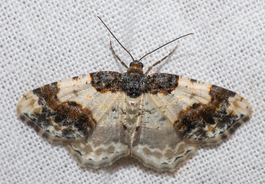 Ligdia adustata - barna levélaraszoló