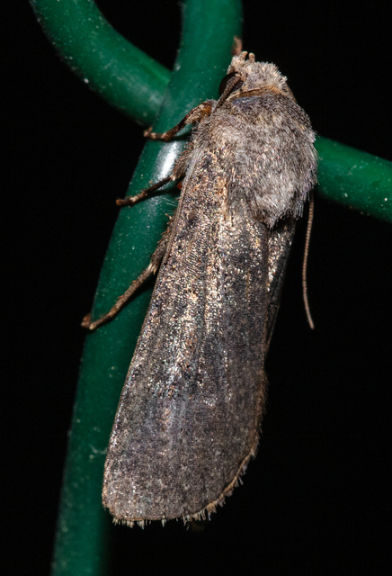 Agrotis segetum - vetési földibagoly