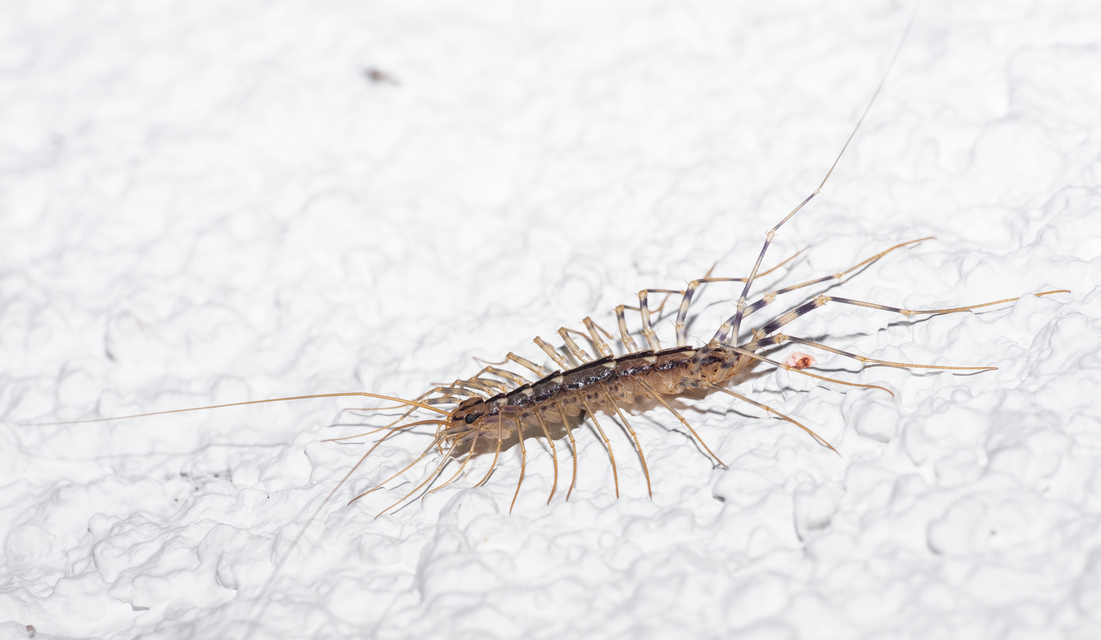 Scutigera coleoptrata - légyölő pókszázlábú