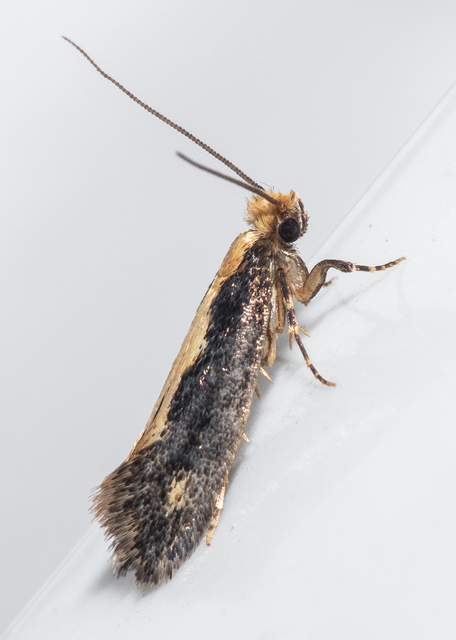 Monopis