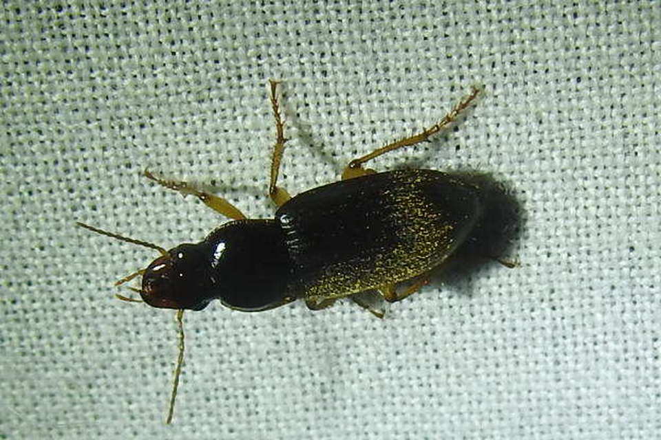 Harpalus griseus - kis selymesfutó