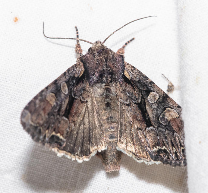 Lacanobia thalassina - borbolya-kertibagoly