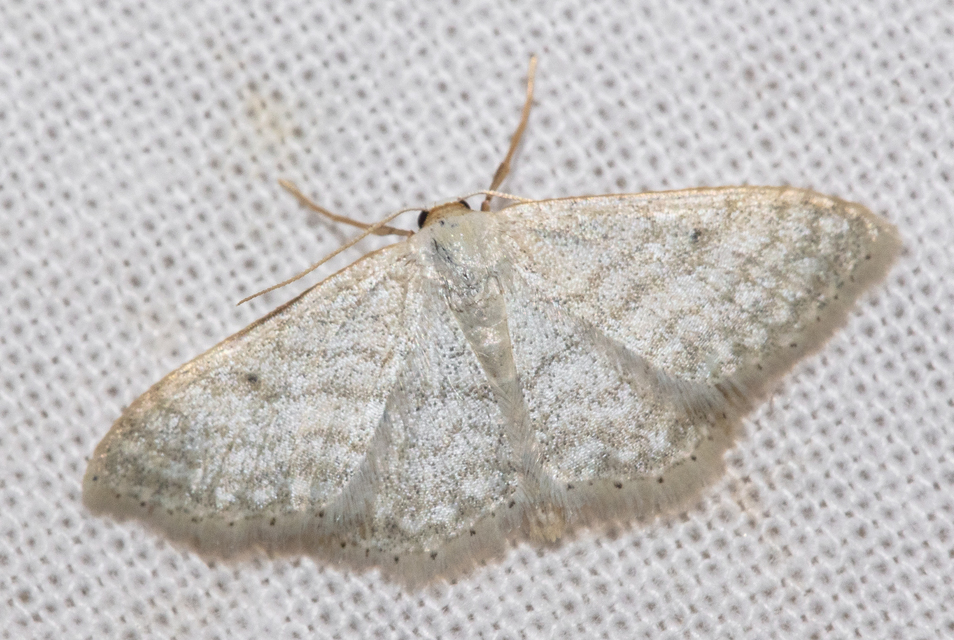 Idaea subsericeata - ötvonalas apróaraszoló