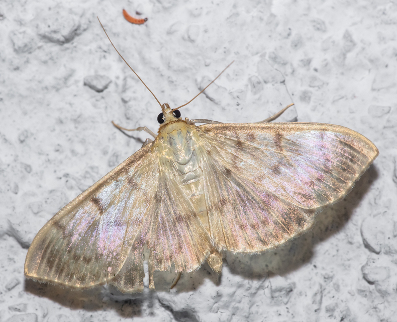 Patania ruralis - csalánevő tűzmoly