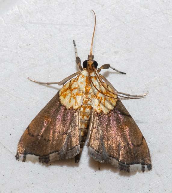 Agrotera nemoralis - ligeti tűzmoly