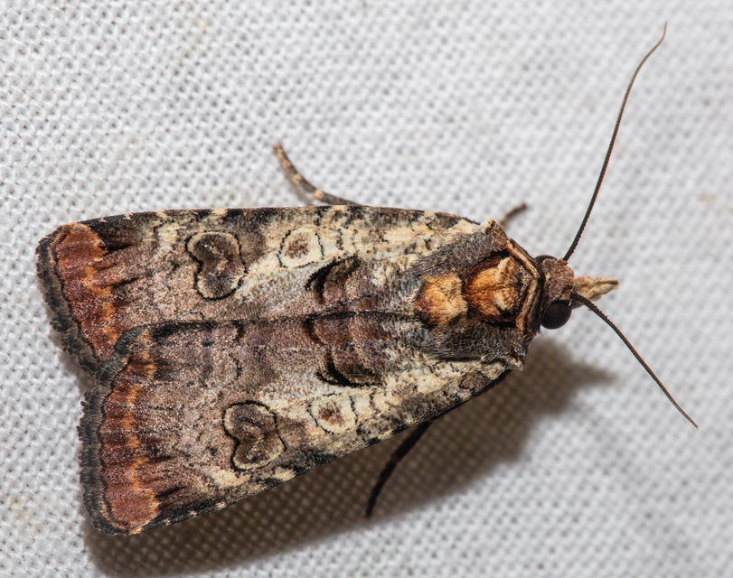 Epilecta linogrisea - karcsú sárgafűbagoly