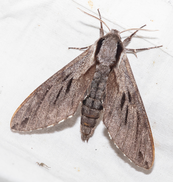 Hyloicus pinastri - fenyőszender