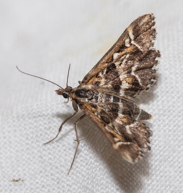 Diasemia reticularis - betűmintás tűzmoly