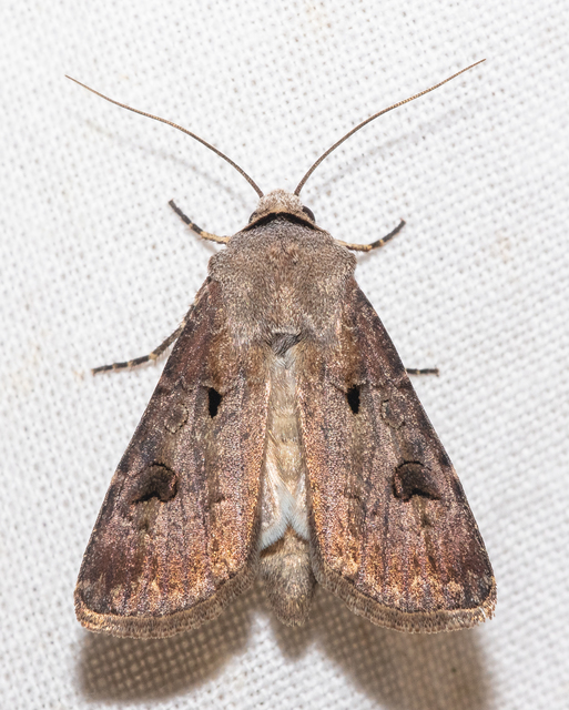 Agrotis exclamationis - felkiáltójeles földibagoly