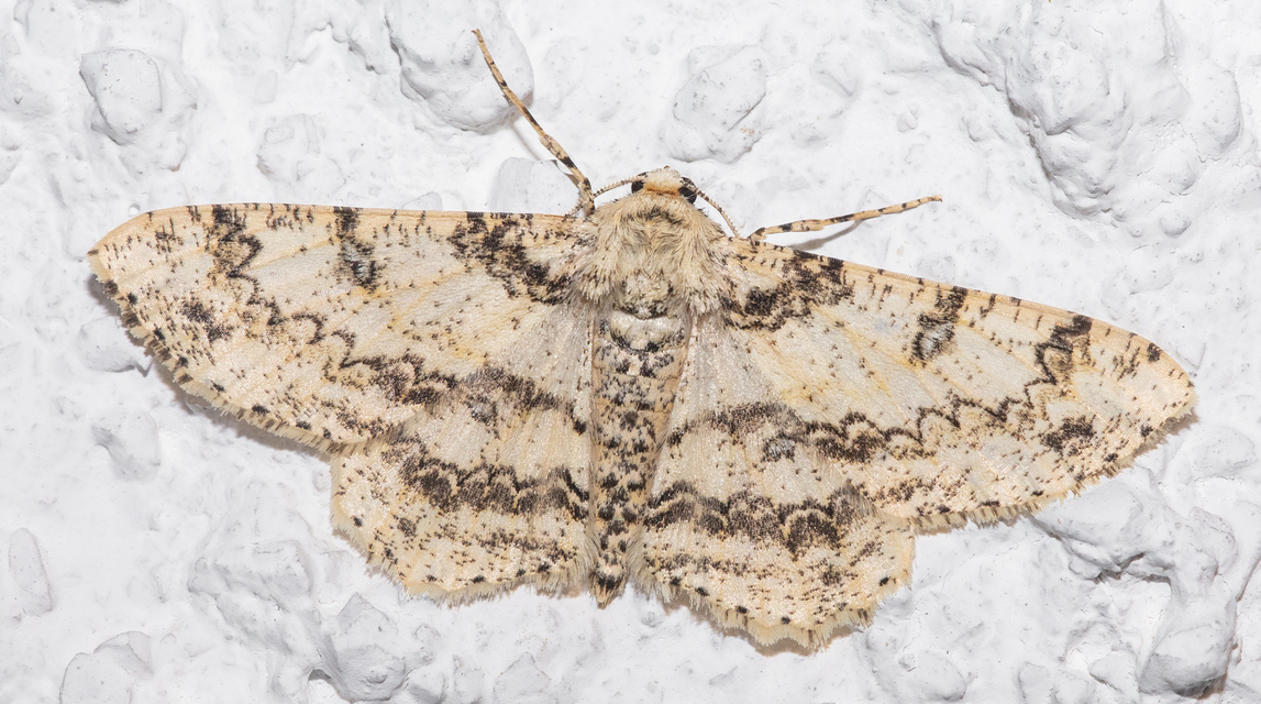 Ascotis selenaria - holdas faaraszoló