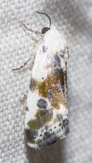Ponometia candefacta - parlagfűbagoly