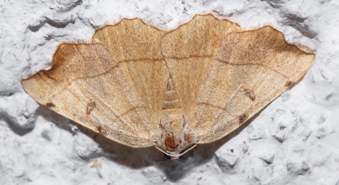 Eilicrinia trinotata - háromjegyű araszoló