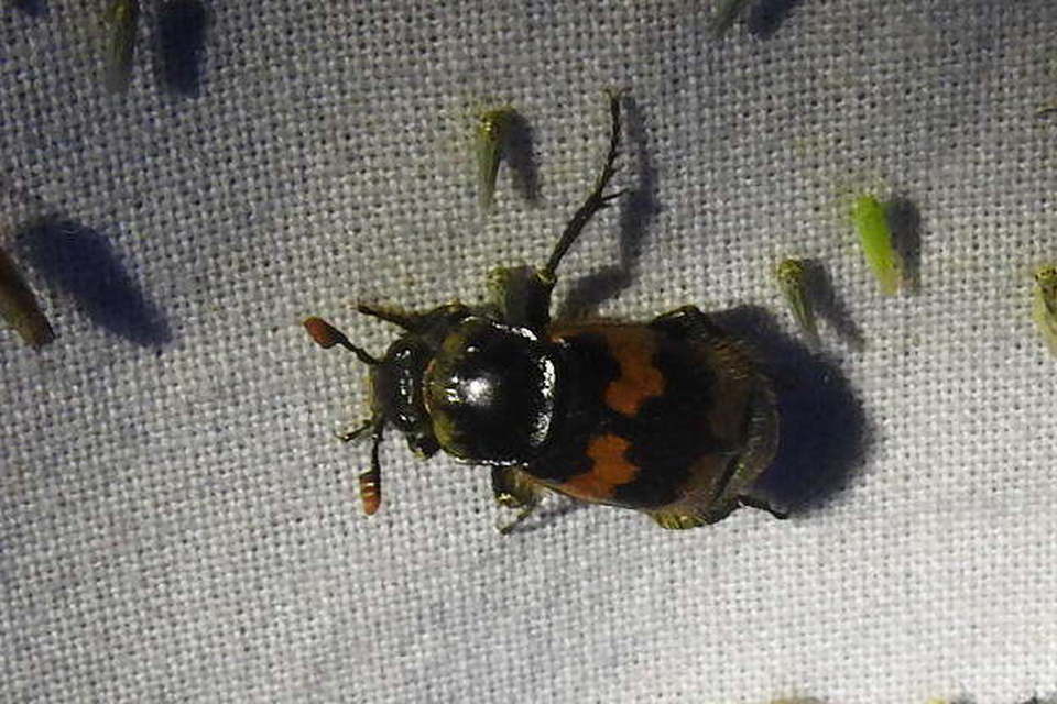 Nicrophorus vespillo - közönséges temetőbogár
