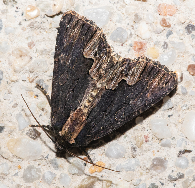 Dypterygia scabriuscula - szurokbarna nyáribagoly