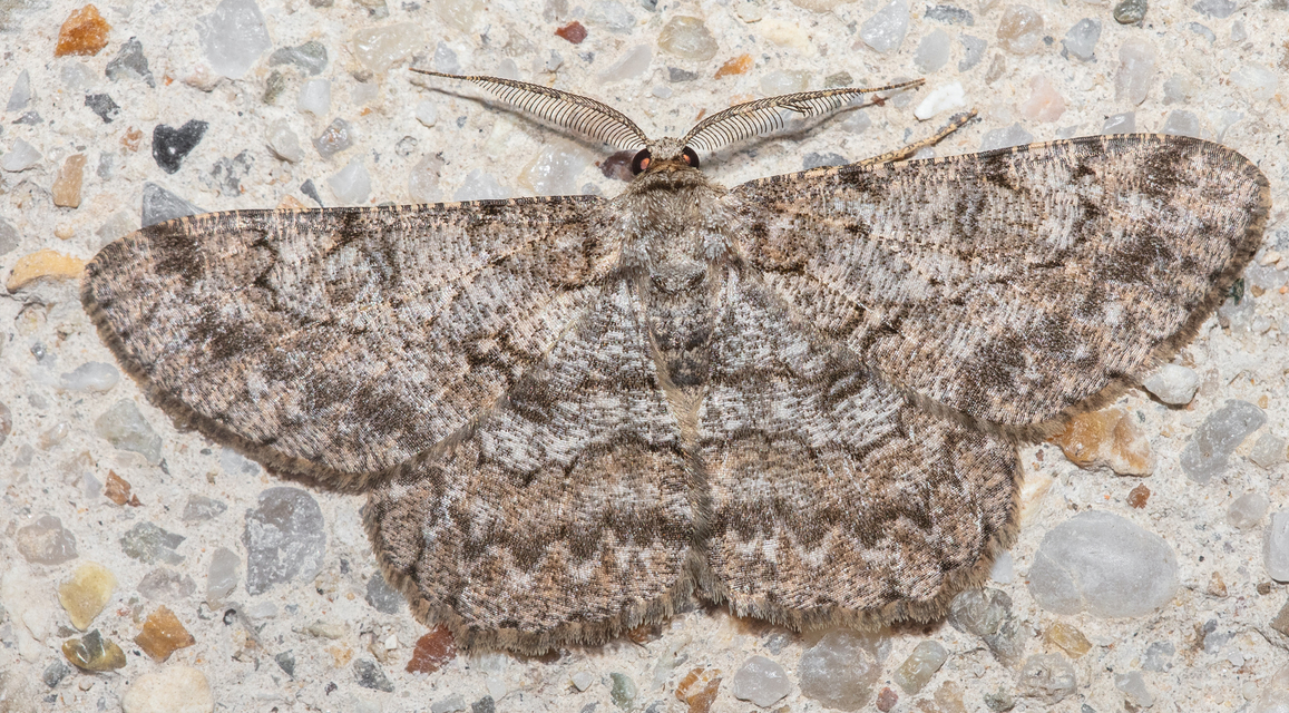 Hypomecis punctinalis - pettyes faaraszoló