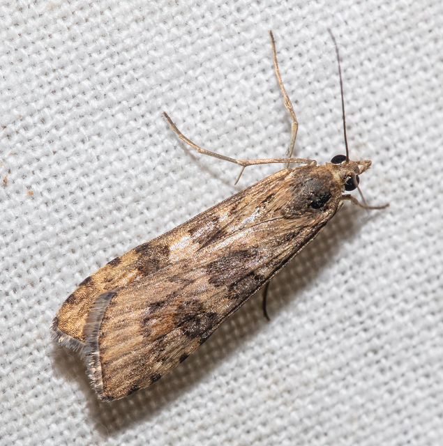 Nomophila noctuella - közönséges vándormoly