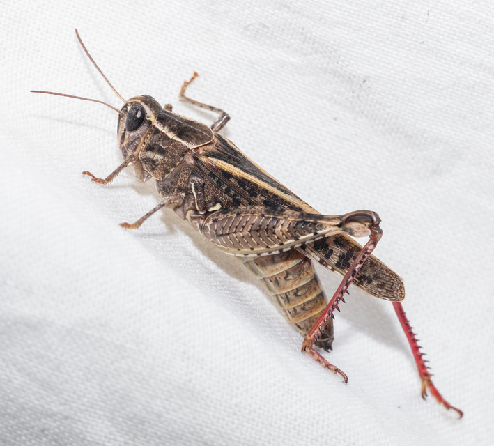 Calliptamus italicus - olaszsáska