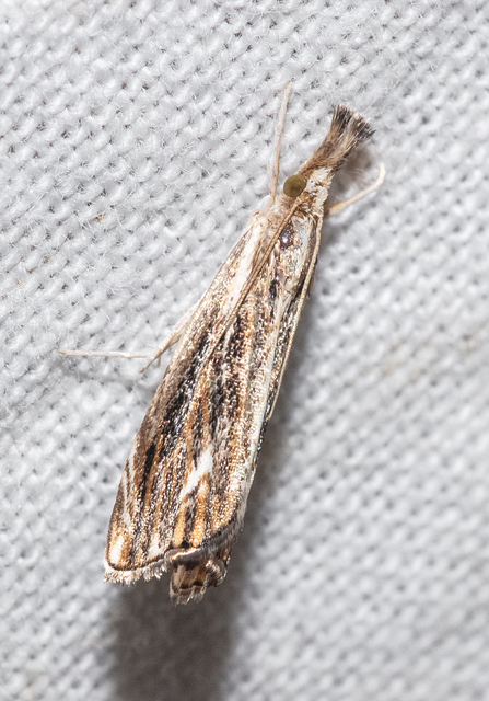 Catoptria verellus - kormos fűgyökérmoly
