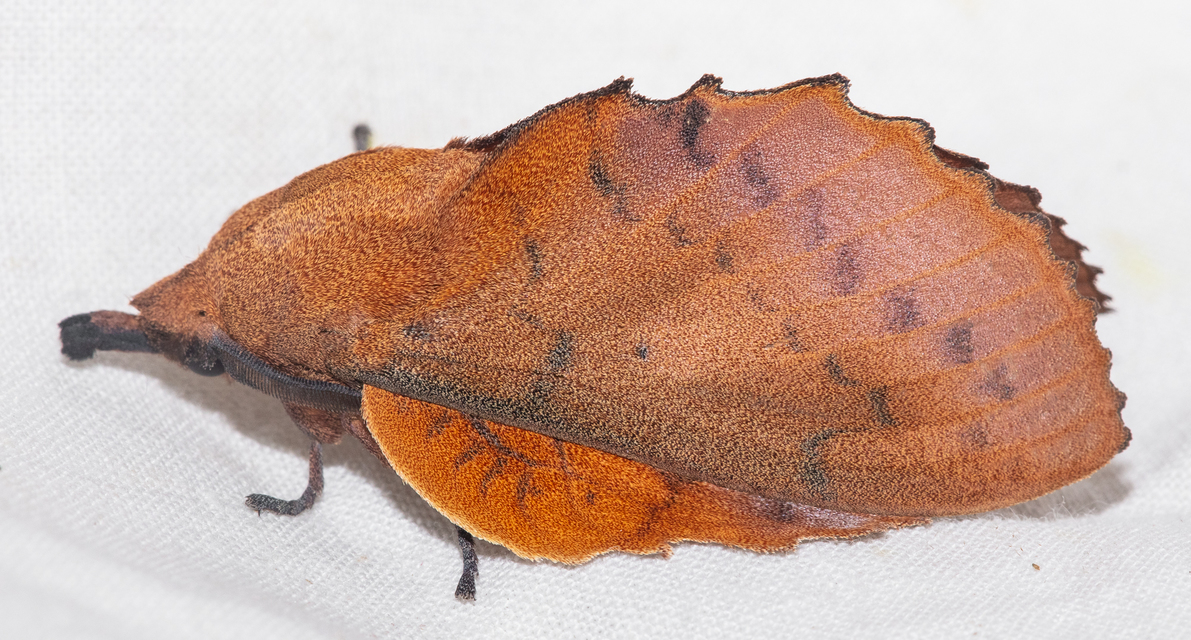 Gastropacha quercifolia - tölgylevélpohók