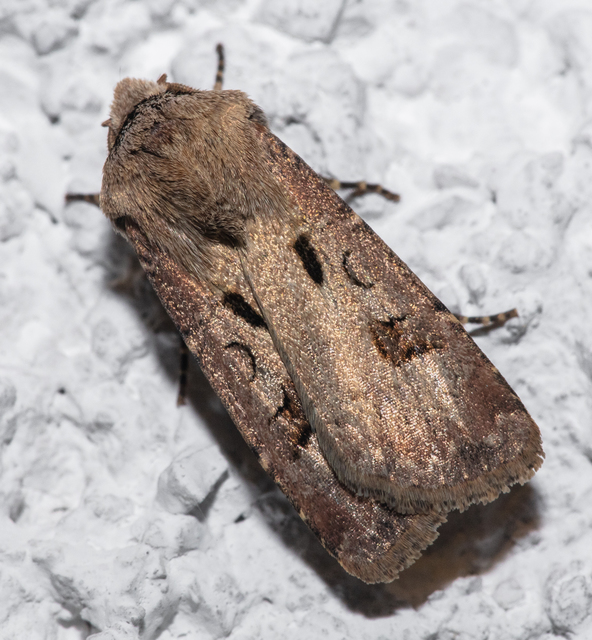 Agrotis exclamationis - felkiáltójeles földibagoly