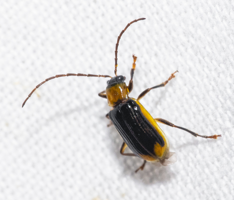 Diabrotica virgifera - amerikai kukoricabogár