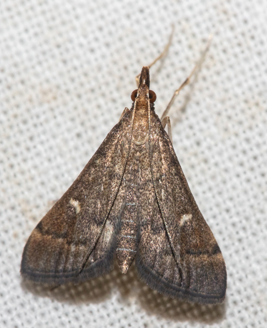 Dolicharthria punctalis - hosszúlábú tűzmoly