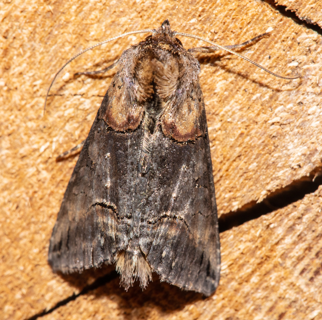 Abrostola triplasia - közönséges csalánbagoly