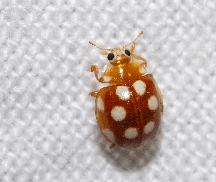 Vibidia duodecimguttata - tizenkétcseppes füsskata