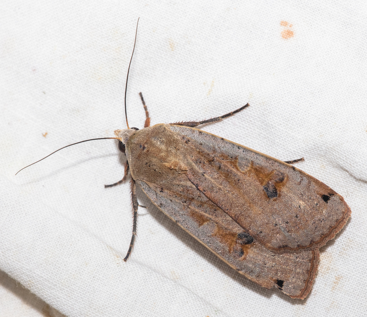 Noctua pronuba - nagy sárgafűbagoly