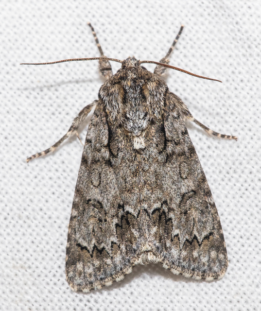 Acronicta auricoma - aranyos szigonyosbagoly