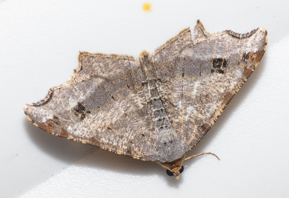 Macaria alternata - közönséges szürkearaszoló