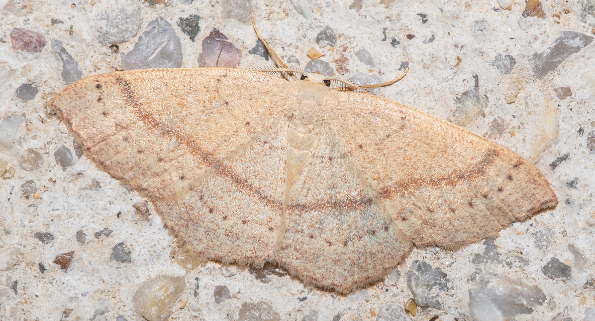Cyclophora linearia - vonalas pettyesaraszoló