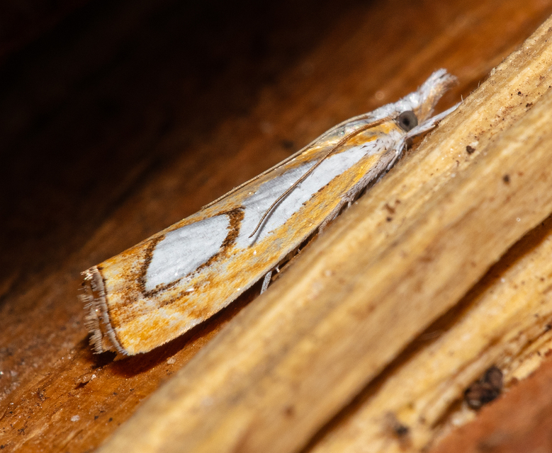 Catoptria pinella - ezüstös fűgyökérmoly
