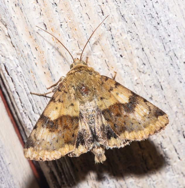 Heliothis viriplaca - mácsonyabagoly