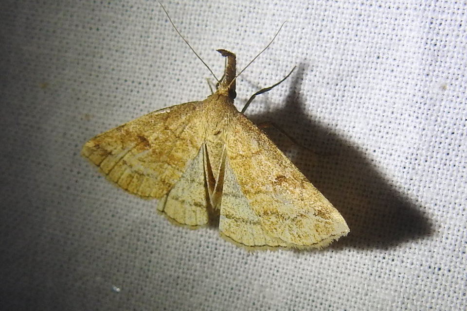 Polypogon gryphalis - láperdei karcsúbagoly