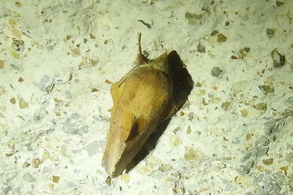 Phyllodesma tremulifolia - nyárlevélpohók