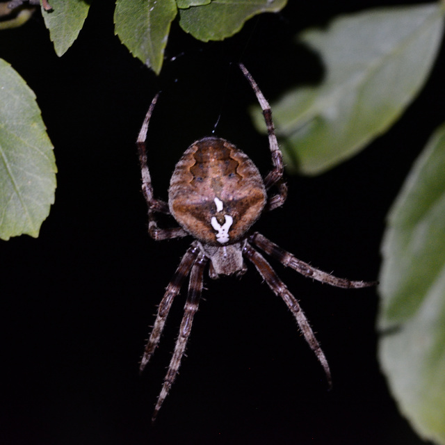 Araneus circe/angulatus