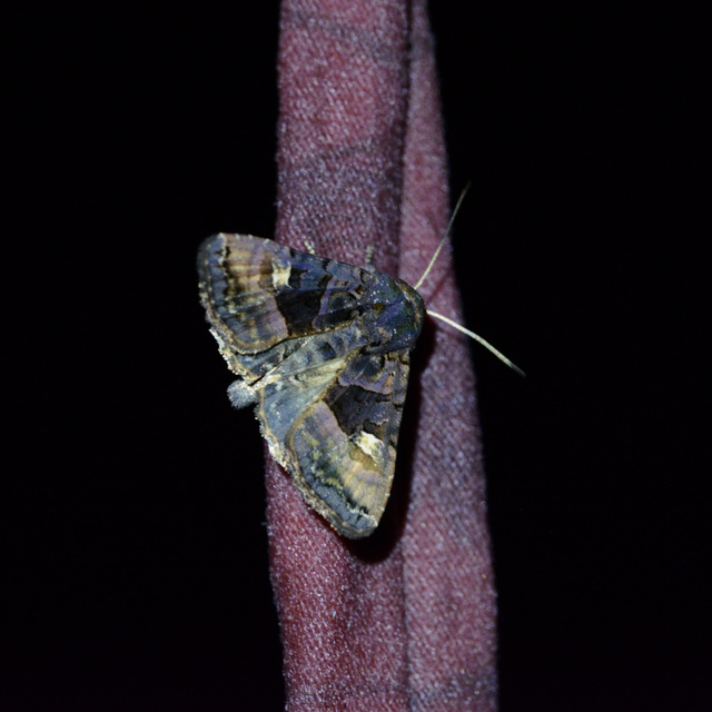 Euplexia lucipara - szeder-csipkésbagoly