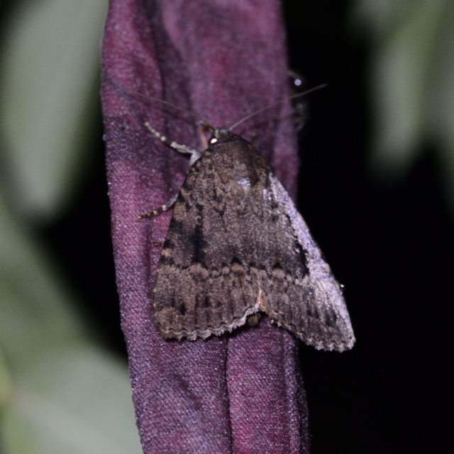 Amphipyra pyramidea - fahéjszínű bagoly
