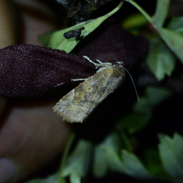 Cosmia affinis - barna lombbagoly