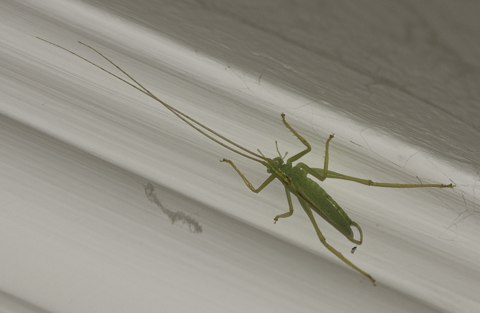 Meconema thalassinum - közönséges dobolószöcske