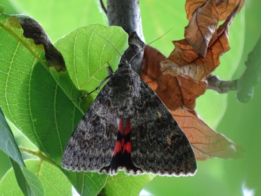 Catocala elocata - közönséges övesbagoly
