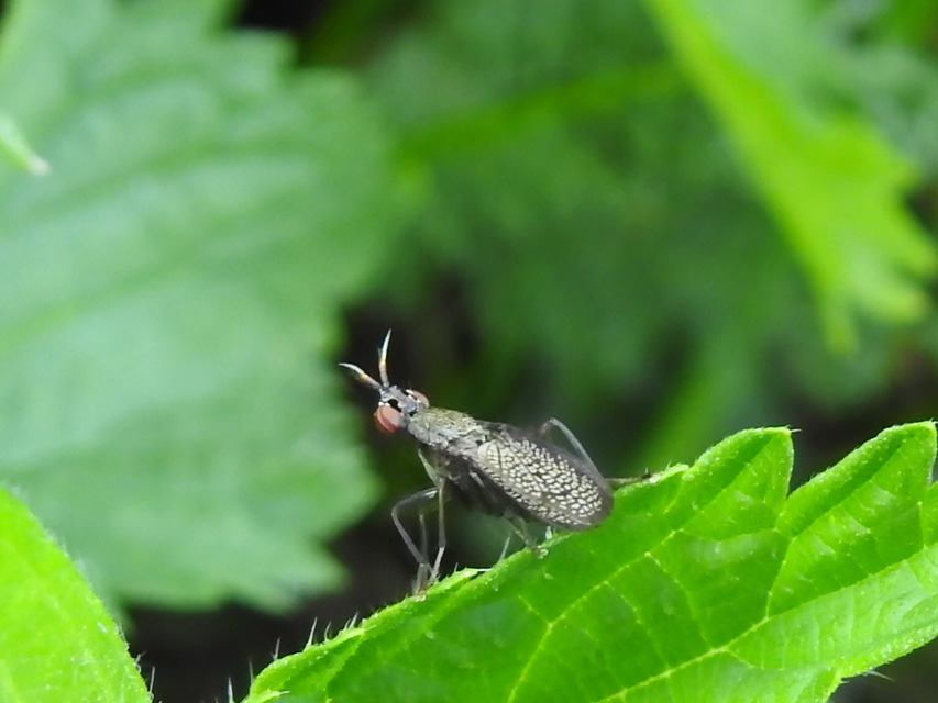 Coremacera marginata