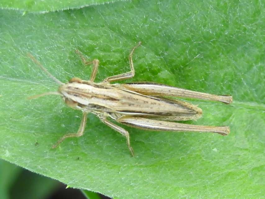 Euchorthippus declivus - rövidszárnyú rétisáska
