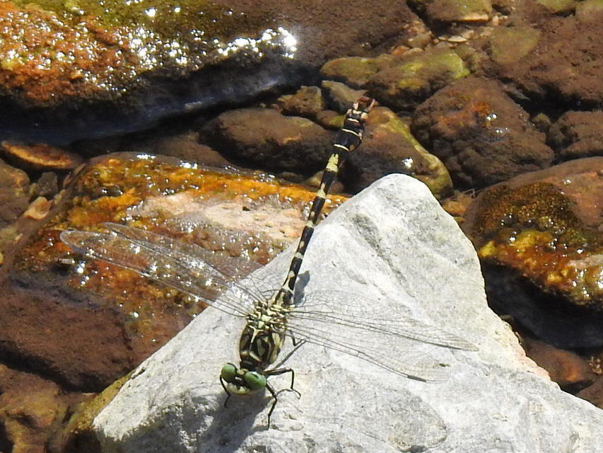 Onychogomphus forcipatus - gyűrűs folyami-szitakötő