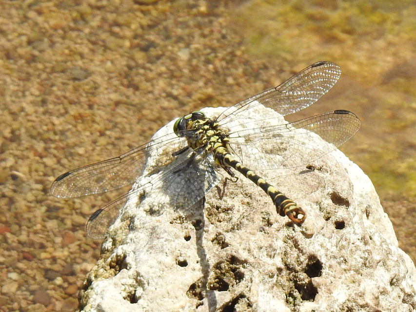 Onychogomphus forcipatus - gyűrűs folyami-szitakötő