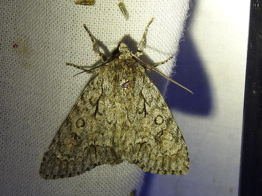 Acronicta aceris - vadgesztenye-szigonyosbagoly