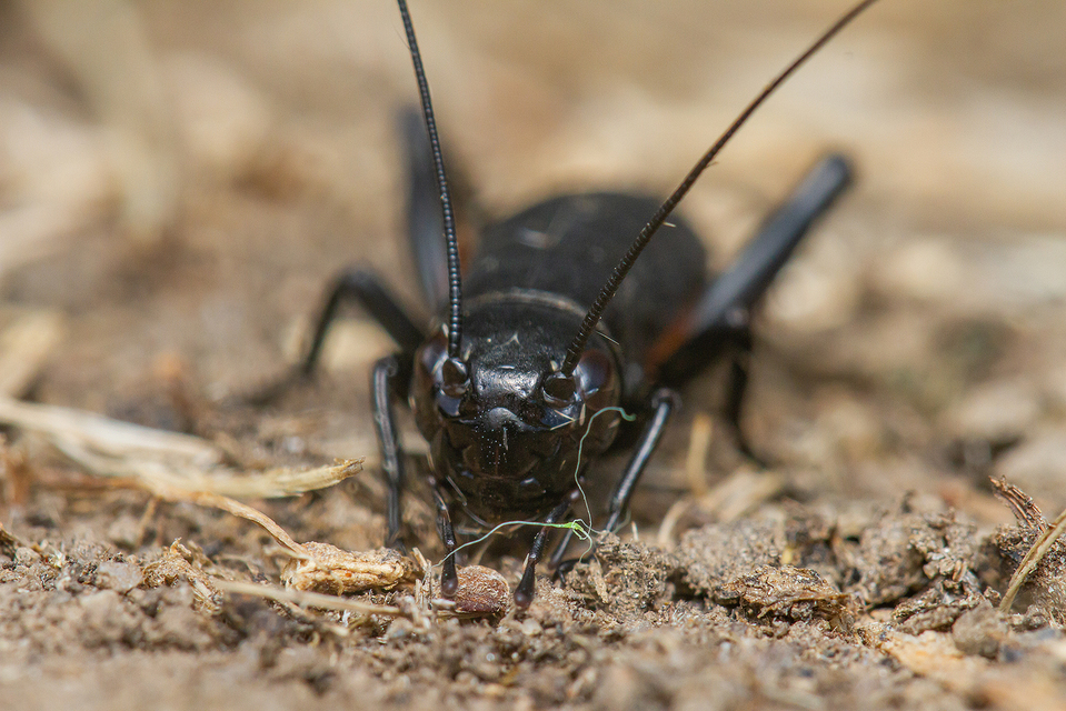 Gryllus campestris - mezei tücsök