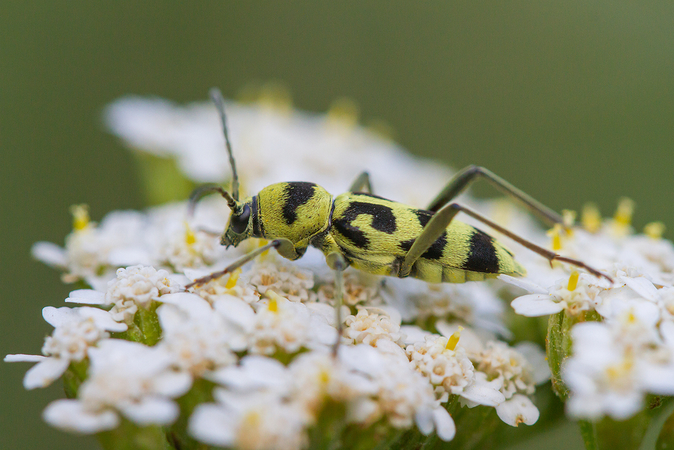 Chlorophorus varius - díszes darázscincér