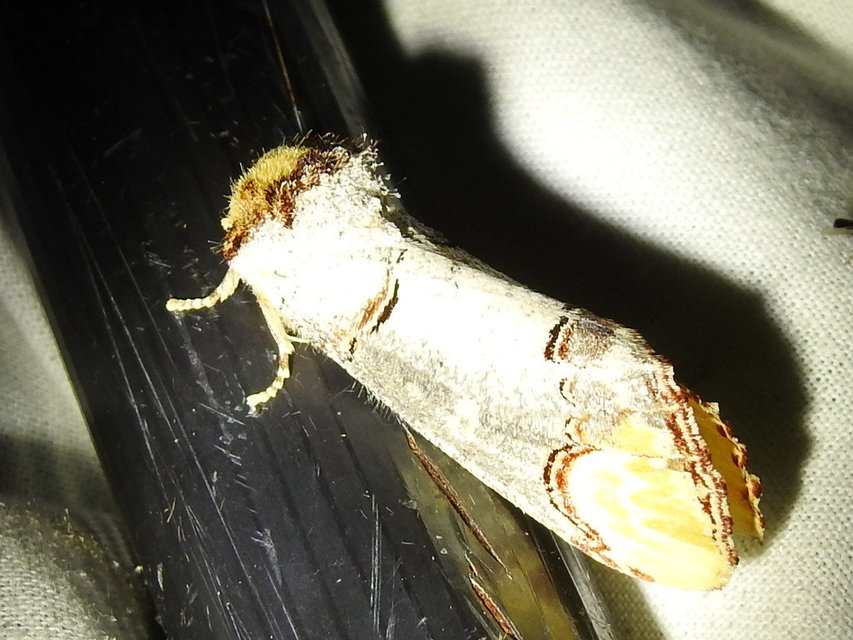 Phalera bucephala - sárgafoltos púposszövő